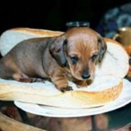 mboren-hotdog-bun.jpg